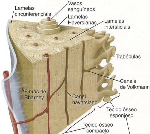 Estruturas do tecido ósseo