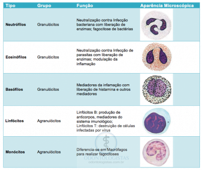 grupos de celulas dos globulos brancos | Odontologistas