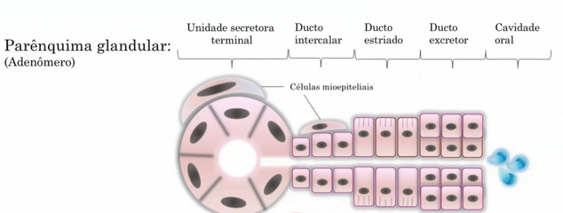 estroma glandulas exocrinas | Odontologistas